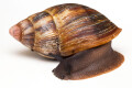 Archachatina marginata egregia Cameroon typ 1c adult, 9cm